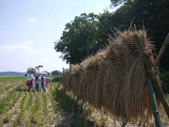 米の収穫